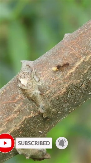 HOW ANTS COMMUNICATE #antcolony #wildlife #animalsvideo #nature #ants #animals