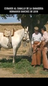 CURANDO AL CABALLO DE LA GANADERIA HERMANOS SANCHEZ DE LEON | Nuestro Campo Bravo - Toros en Directo - Toros en Vivo Hoy - Toros Para Todos - Documentales Taurinos - Toros De Lidia en el Campo - Toros de Miura en el Campo - Toros Bravos en el Campo - Tauromaquia en España - Toros en España - Toros en Mexico - Toros en Peru - Toros en Colombia - Toros en Francia - Toros en Ecuador - Toros en Venezuela #Toros #TorosTV #Documental #TorosBravos #TorosEnElCampo #TorosDeLidia | Arte Taurino TV