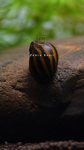 ZebraSnail🐌🦓 #ZebraSnail #ZebraNerite #NeriteSnail #AquariumSnail #FreshwaterSnail #AlgaeEater #TankCleanupCrew #SnailLovers #Invertebrates #AquariumHobby | Cube Aquarium