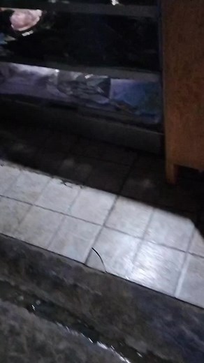 Wakalucy Fish (@wakalucyfishpalace)’s videos with original sound - Wakalucy Fish