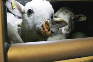 Trasporto animali vivi: documentata l'atroce odissea subita da milioni di agnelli per finire sulle nostre tavole durante le feste