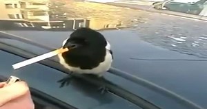 Pajarito fumando un cigarrillo