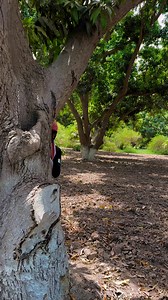 30K views · 1.5K reactions | Power of red button (north Korea)✅ #FunnyVideos #ComedyGold #LolMoments #HilariousClips #LaughOutLoud #FunnyMoments #ComedySketch #Haha Moments#FunnyClips#JokeOfTheDay #Meme#Funny #Haha#Lmao#Joke#Comedy #Sarcasm#Humor#Wit#Puns#DadJokes#FunnyMoments #LaughOutLoud#Smile#JokesOnJokes#Silly #Goofy #Amusing @highlight | Fyzn Rao | Facebook