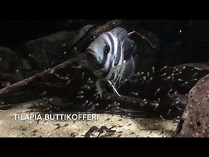 Tilapia Buttikofferi with fry