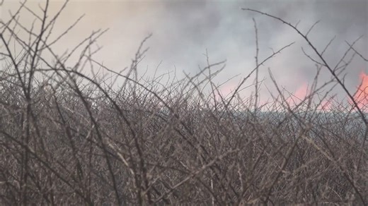 Brush fires break out across Alabama as spring season begins