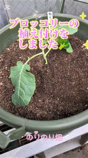 【日々のベランダ菜園】ブロッコリーの植え付けをしました💕 |理想は9月上旬が植え付け時期です♪#プランター菜園 #家庭菜園#ベランダ菜園＠norinoribatake