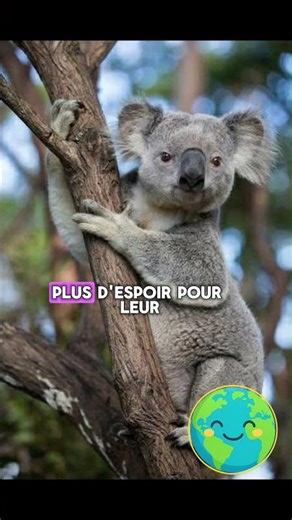 On pensait les koalas condamnés, mais…￼🐨