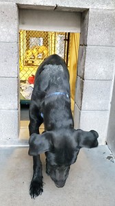 ADOPTED :) #A4307005 "Lionel" Intake 8/26 Status: Project Dog Found @ Val Vista & Southern, MESA Nextdoor Zip Code: 85206 Such a STUNNING guy! 😍 This very shy boy came in as a Stray out of Mesa & is patiently waiting for his Owners to come for him & take him home! He is listed as an only 2 year old black Lab, not yet neutered, microchipped, or wearing a collar at Intake. He is about 60lbs & was certainly very shy but seemed appreciative to have some yummy snacks & attention! I LOVE his eyes! He