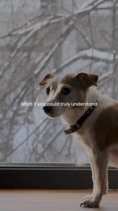 20 shares | Imagine truly understanding what your animal companion is...