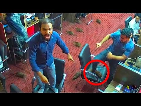 Scammers FREAK OUT After I Destroy Their Office With Rats!