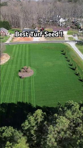 The Best Grass Seed ⬇️ #grass #seed #grow