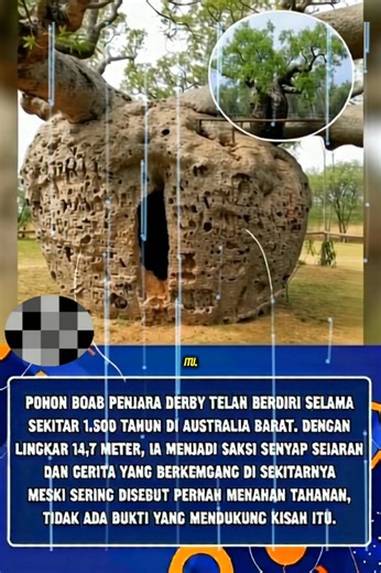 Pohon Boab Prison Tree di Derby, Australia Barat, diperkirakan berusia lebih dari 1.500 tahun dengan lingkar hampir 15 meter. Selama bertahun-tahun, pohon ini dikaitkan dengan cerita bahwa pernah menjadi tempat menahan tahanan—namun hingga kini, tak ada bukti yang mendukung kisah tersebut. Meski begitu, Boab ini tetap menjadi saksi bisu sejarah dan salah satu ikon alam paling unik di Australia. | Fakta Dunia21