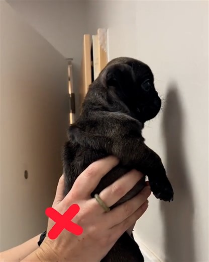 5.2M views · 22K reactions | Not the brightest litter, but they sure are adorable! 易 | Furry Tails | Facebook