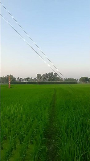 POV Walking Through a Green Field | Peaceful Nature View