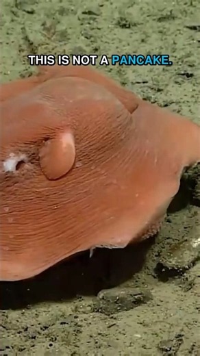 This Deep-Sea Octopus Looks Like a Pancake 🐙