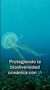 Los investigadores están recurriendo cada vez más a la inteligencia artificial para ampliar nuestro conocimiento de la vida submarina, con el fin de proteger la biodiversidad de manera más efectiva. Los científicos hacen uso de estos avances tecnológicos para monitorear especies en peligro y recolectar muestras genéticas de animales directamente en su hábitat. Un ejemplo es el tiburón ángel. Los investigadores temían que esta especie se hubiera extinguido en el Mediterráneo, hasta que uno fue en