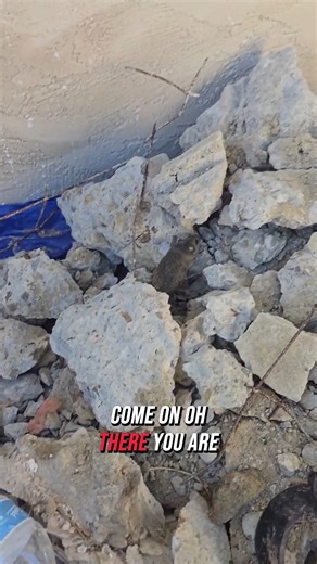 1K views | Didn’t expect this one. While clearing out some rubble, we...