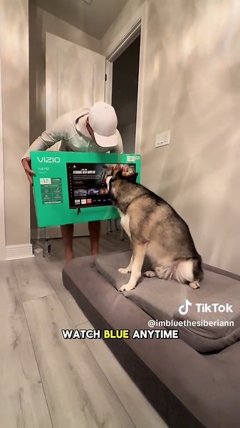 Creating a Cozy Dog Room for Huskies and Retrievers