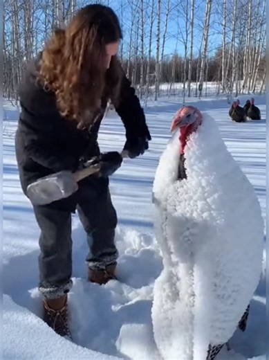 Breaking the Ice to Save a Life 🧊🦃 Sometimes even wild animals need help. This touching rescue shows how one small act of kindness can save a life during freezing winter conditions. #BreakingTheIce #AnimalHero #TurkeyRescue #WinterVibes #SnowRescue