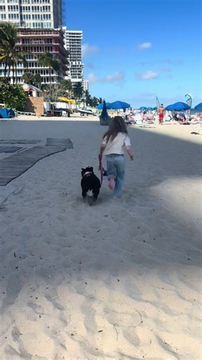 Beach Pals! #fortlauderdalebeach #bulldog #beach #puppyproblems