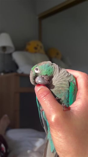 Sunbathing Pickle: A Cute Conure Moment