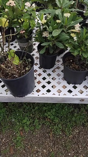 Joe Gonzalez (@joegonzalez829)’s videos with original sound - Joe Gonzalez