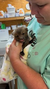 72K views · 6.8K reactions | Randi, Tracy and Janice working to get the fox kit eating well. It takes a few days to get them comfortable enough with us to eat well. She will get there. I’m home resting from cutting and tossing logs yesterday. It is so nice to have such talented help so I can rest knowing the babies don’t miss a thing!Annette | Wild Heart Ranch | Facebook