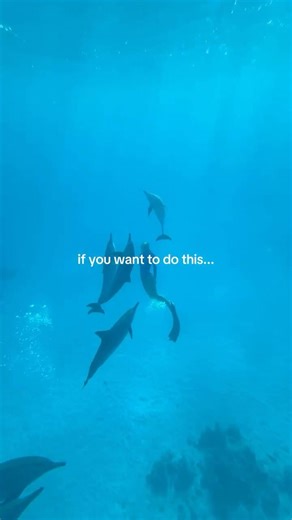 Wondering How to Start Freediving? Then You Should Probably Start Here 🐬