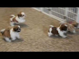 Shih Tzu Puppies For Sale