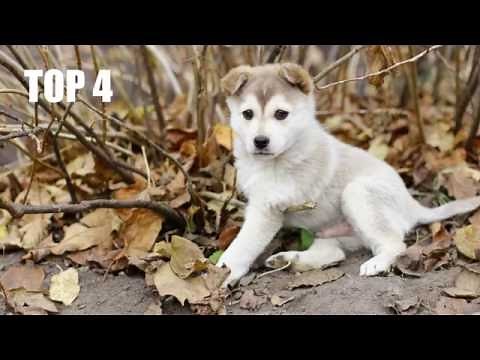 TOP 10 des chiens les plus mignons du monde !!!