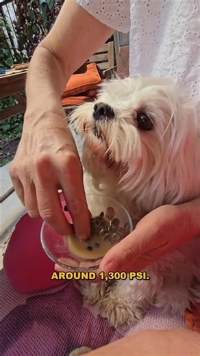 Chimpanzee Bite Force vs. Crocodile: You Won't Believe It!