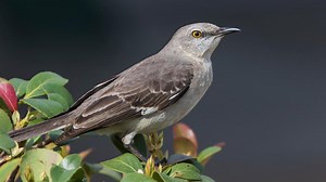 Florida official pushes for more unique state bird