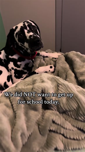 Midweek Struggles: School Morning Routine with Dogs