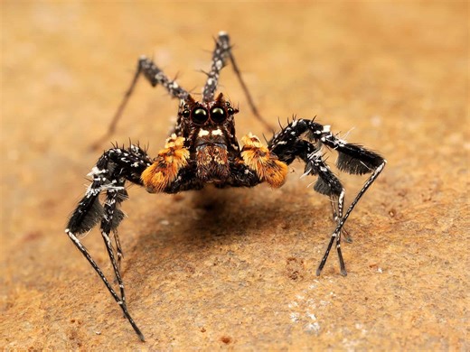 These Adorable Jumping Spiders Are Brilliant Hunters