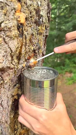 How to Make a Fire Log Using ONLY Natural Materials #survival #bushcraft #camping #lifehack | Survival Skill