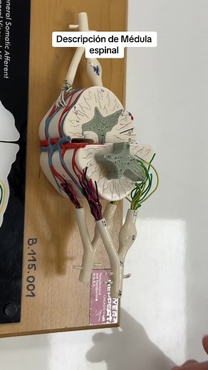 Anatomía de la Médula Espinal: Componentes Internos y Externos