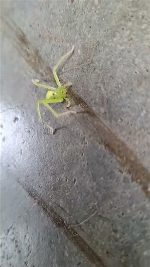 This green spider blends perfectly with nature 😳🕷️ #Secret #NatureSecrets #Spider