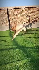 The big female poodle that was shown the other day was shaved when she went for a bath so she is looking alittle different. There is coats available but the main thing is there is heating in all the rooms. https://www.plushbearsshelter.org/donate paypal paypal.me/plushbears Gofundme: gofundme.com/f/707h6i8 the website : www.plushbearsshelter.org | Paws Of China