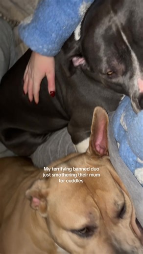 The best cuddle bugs #fyp #valentine #foryou #xlbully #americanbully