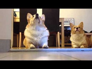 Good corgi, bad corgi