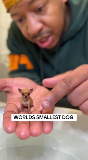 Meet Mr. Tinypaws: The World's Smallest Dog