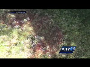 New book documents Hawaiian anchialine pools