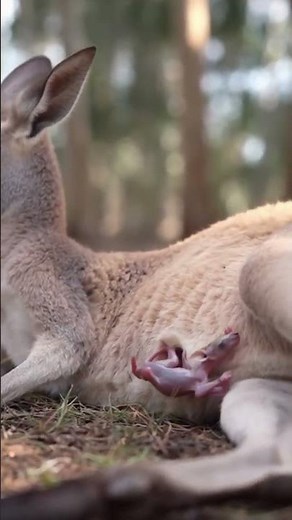 Newborn kangaroo climbing out - you've never seen this before #kangaroo #rare