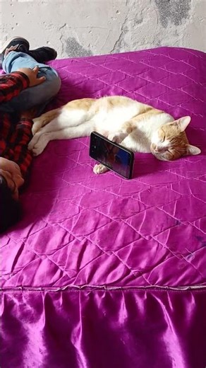 Cat Holds Phone With Paw so Boy Can Watch Comfortably