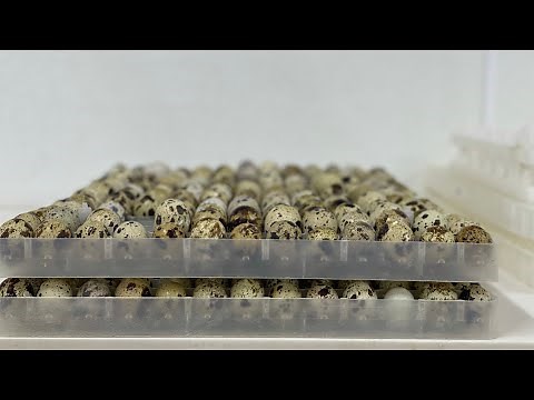 How to double stack your quail eggs by Myshire Farm
