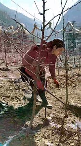 1.3K reactions · 68 comments | Inline irrigation and Roots stocks lagane ka kam || fertilizer #irrigation #apple #plantation #farmer #hardwork #viralpost | Shilpa Thakur | Facebook