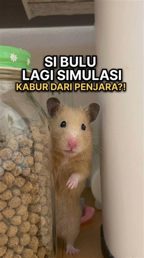 The Hamster Is Simulating Escape