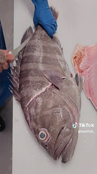 Expert Fish Filleting Techniques for Cod and Grouper