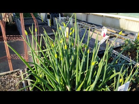 April Tour Of Our Allotments Plot 3 In North Warwickshire