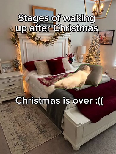#catt #cattok #catmemes #memee #fyp #christmas #xmas